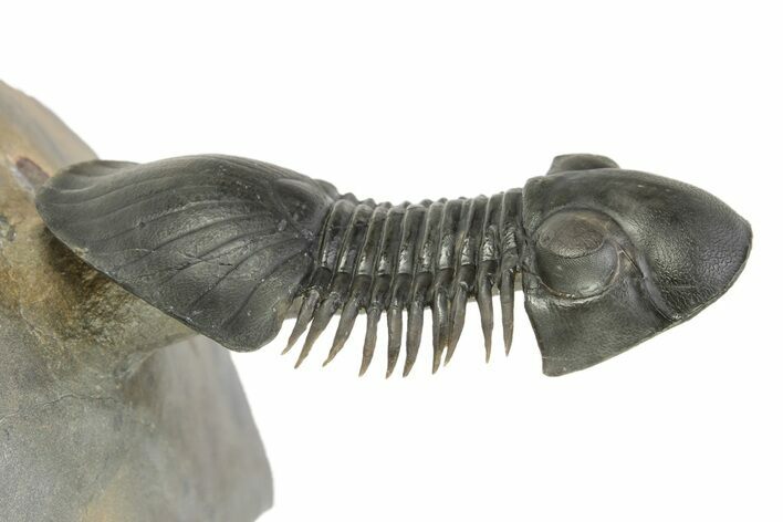 Flying Paralejurus Trilobite - Rock Removed Under Shell #276389